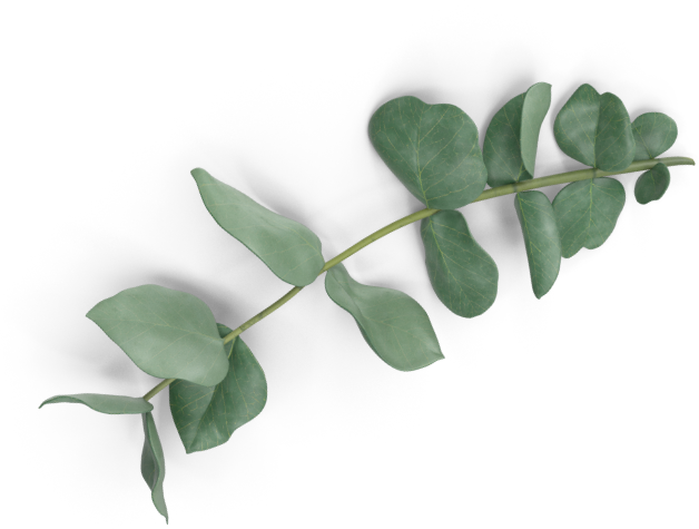 decor eucalyptus leaves