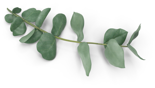 Decor eucalyptus leaves